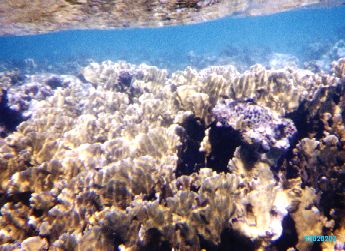 Snorkel3.jpg