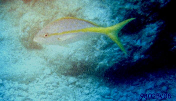 Snorkel7.jpg