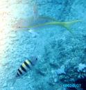Snorkel8